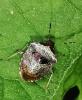 Stagonomus venustissimus